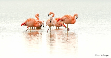 Flamingo's aan het Veluwemeer
