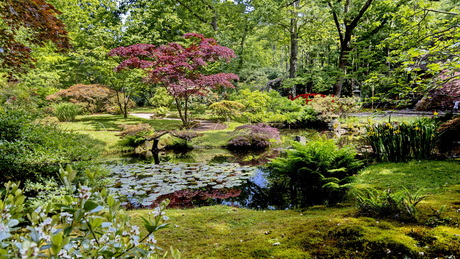 Japanse tuin 1