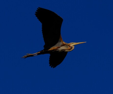 Purperreiger 