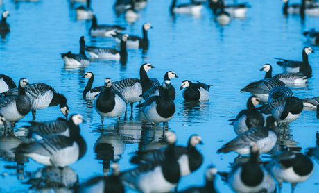 Brandganzen op hun hoede....