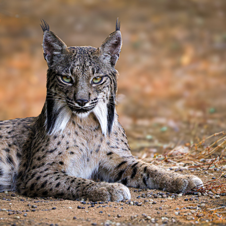 Iberische Lynx