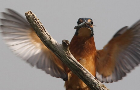 IJsvogel