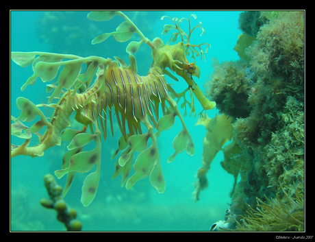 Leafy Sea Dragon