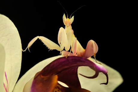 Bidsprinkhaan (hymenopus coronatus)