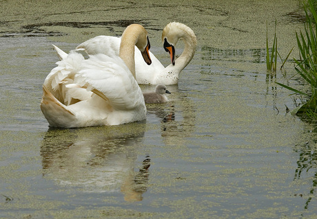 Zwanen met jong