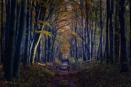 Herfst in het bos