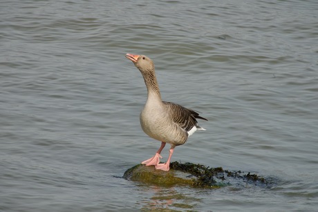 Kom niet dichter bij, want ik bijt.