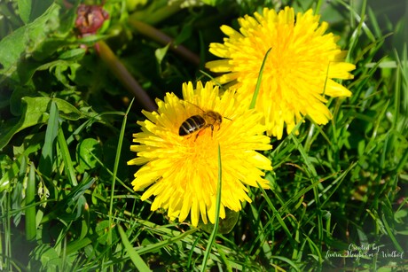 Paardebloem met Krainerbij