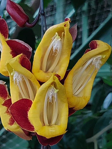 Thunbergia mysorensis - Mysore winde 2