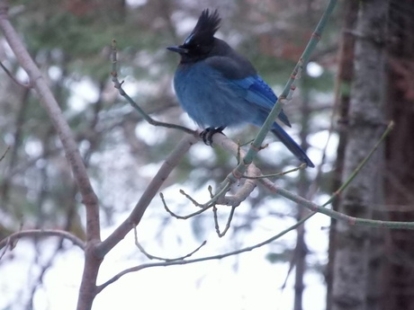 Blue bird in Yosemite national park