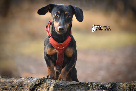 Pup Indy tijdens herfst