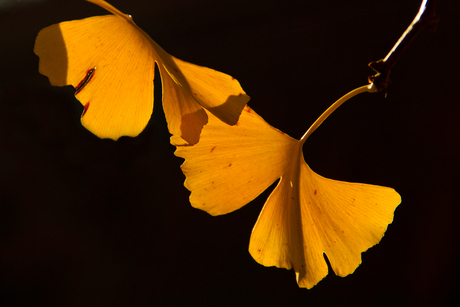 Sunny leaves