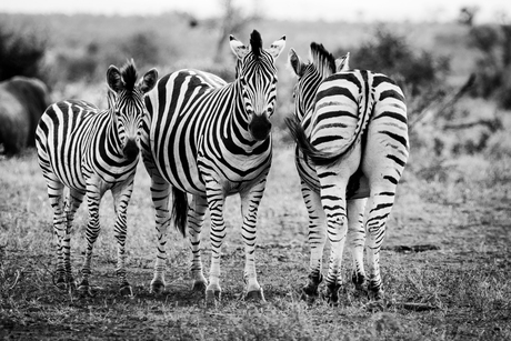 Familie Zebra
