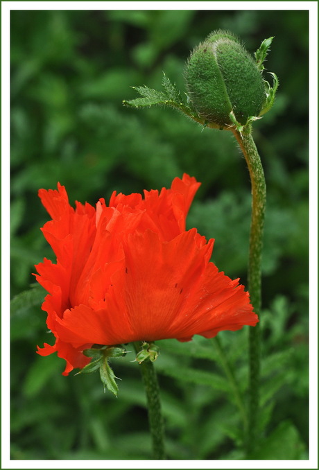 Papaver..