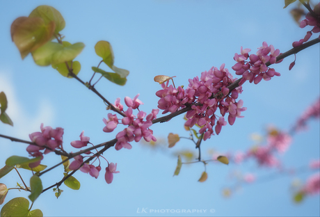 Cercis Siliquastrum