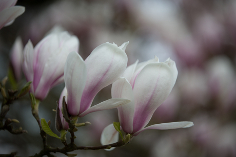 tulpenboom in bloei