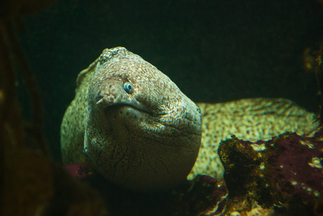 Electric Eel