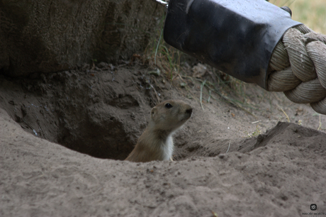 prairihond bewaakt hol