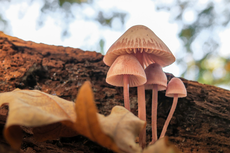 VAN  DE  HOED  EN  DE  RAND