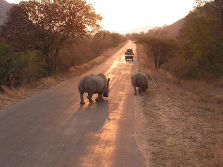 Kruger park Zuid Afrika
