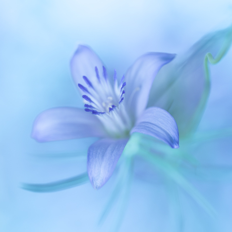 Nigella Burcharia Blue Star
