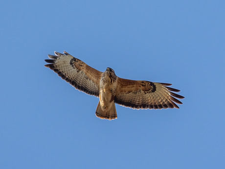 Buizerd