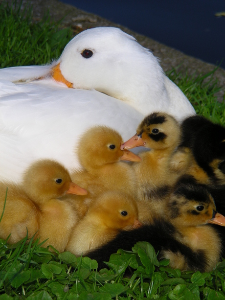 Eendjes in het park voor de deur