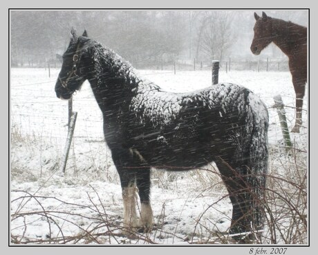 Paarden in de winter.