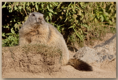 Marmot in de Franse Alpen