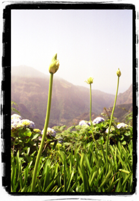 Madeira - Bloemeneiland