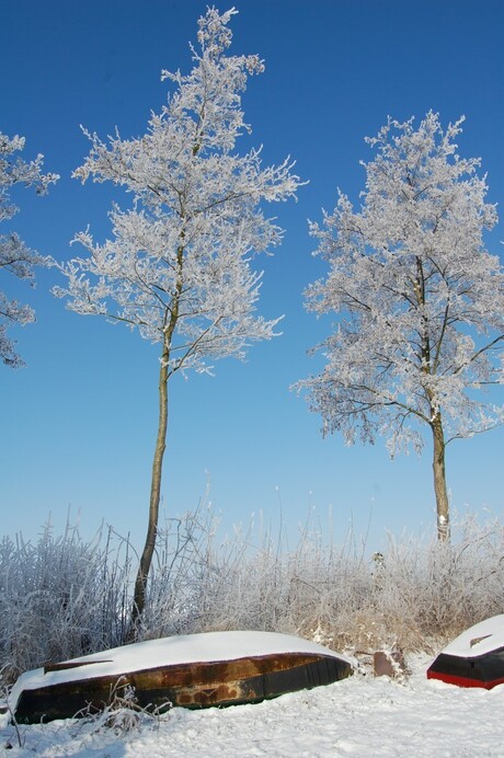 Winter in de Biesbosch