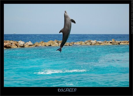 Dolphin V