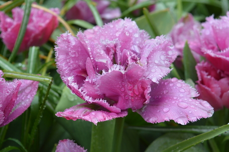 Keukenhof