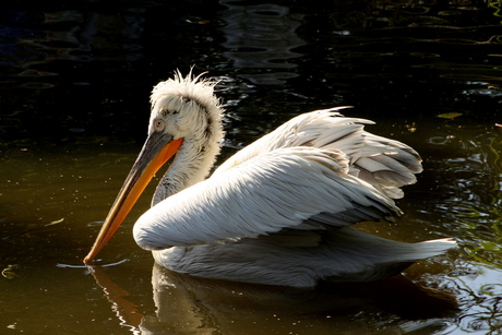 Kroeskop pelikaan