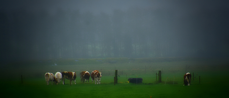DSC_9560 Koeien in de mist.