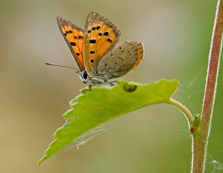 kleine vuurvlinder