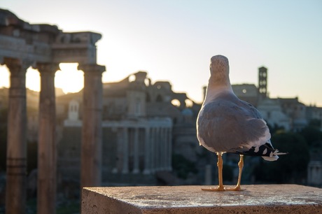 Forum Romanum