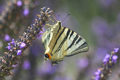 vlinder op een lavendel takje