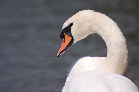 zwaan in het Como-meer