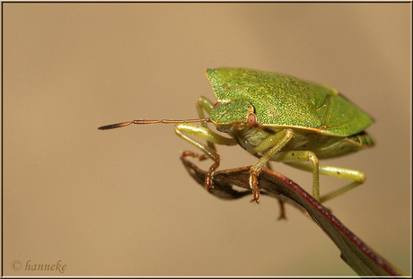 Groene stinkwants