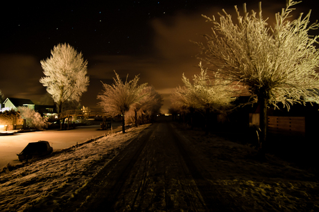 Frosty Trees