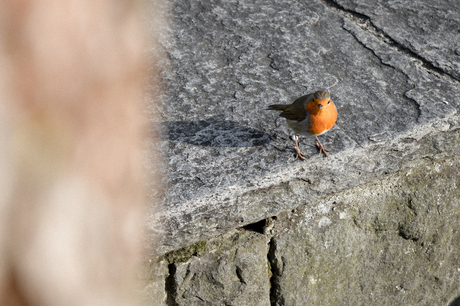 Erithacus rubecula