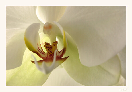 hart orchidee