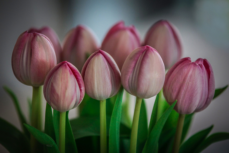Tulips from .....