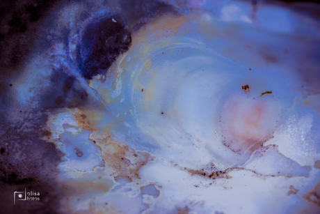 kleurenpracht oester