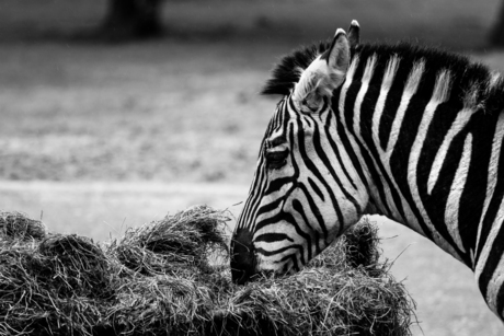 Eating zebra