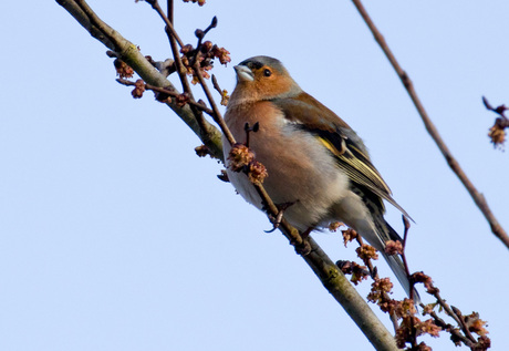 vink