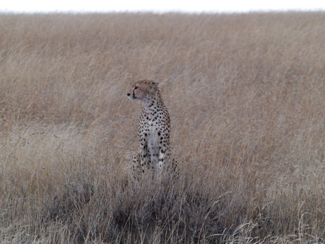 Cheetah