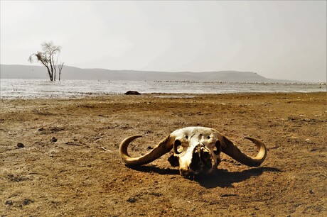 Skull at Lake Nakuru