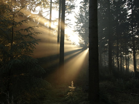 Tegenlicht in het bos